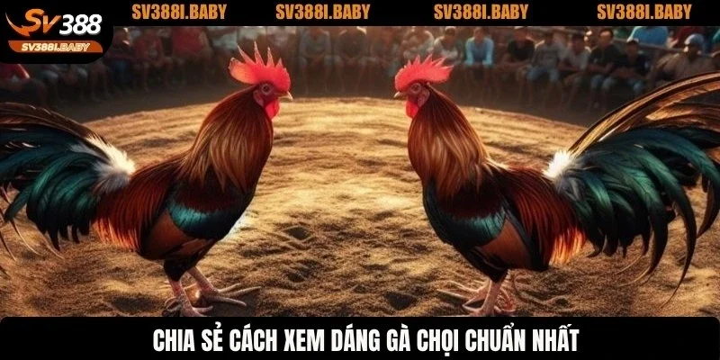 Chia sẻ cách xem dáng gà chọi chuẩn nhất