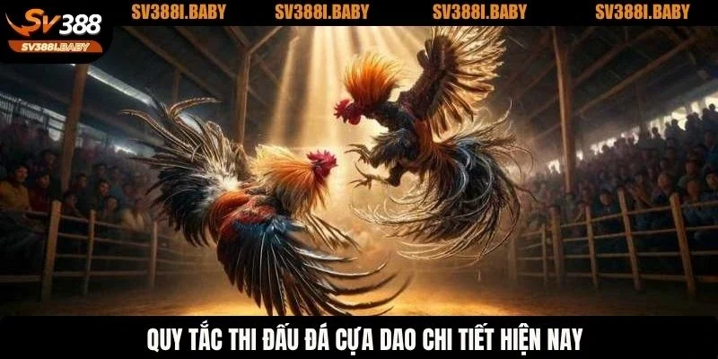 Quy tắc thi đấu đá cựa dao chi tiết hiện nay