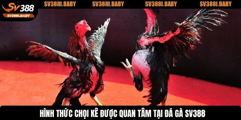 Hình thức chọi kê được quan tâm tại đá gà SV388